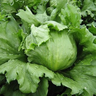 Салат Фарито - ООО «Семена Тут»