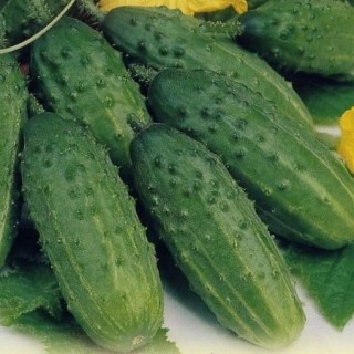 img-1: Огурец Феникс Плюс (инкруст. семена) - ООО «Семена Тут»