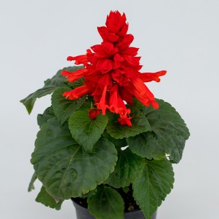 img-0: Сальвия Фаэй Бризэ Ред [1000 шт] - ООО «Семена Тут»