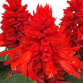 img-1: Сальвия Фаэй Бризэ Ред [1000 шт] - ООО «Семена Тут»