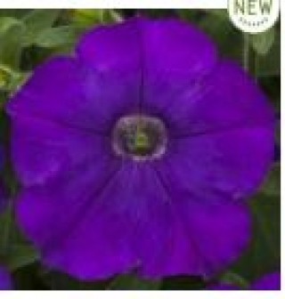 img-1: Петуния миллифлора Флэш Форвард Блю [100 драже] - ООО «Семена Тут»