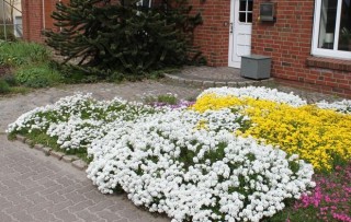 img-2: Иберис Вистлер F1 Вайт [250 шт] - ООО «Семена Тут»