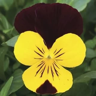 Виола рогатая Эндурио F1 Еллоу виз Ред Винг [1000 шт] - ООО «Семена Тут»