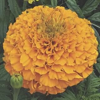 Бархатцы прямостоячие Перфекшн Оранж [1000 шт]* - ООО «Семена Тут»