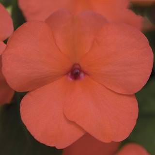 Бальзамин Экстрим F1 Салмон [1000 шт] - ООО «Семена Тут»