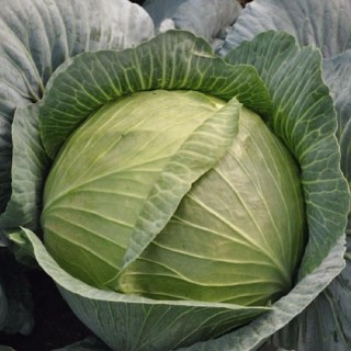 Капуста белокочанная Леопольд F1 - ООО «Семена Тут»