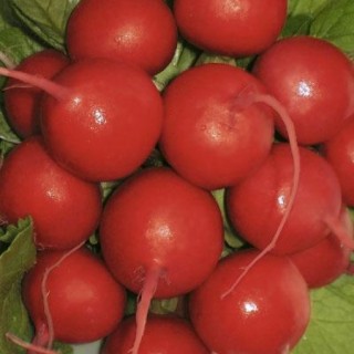 img-0: Редис Вираж F1 - ООО «Семена Тут»