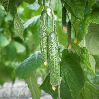 img-0: Огурец Сайбер F1 - ООО «Семена Тут»