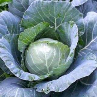 img-0: Капуста белокочанная Поиск 2018 F1 (инкруст. семена) - ООО «Семена Тут»