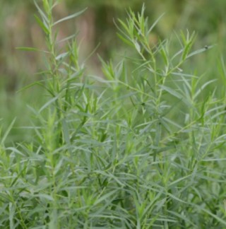 img-0: Эстрагон Смарагд - ООО «Семена Тут»