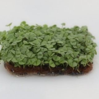 img-0: Базилик зеленый Василиск МЗ - ООО «Семена Тут»