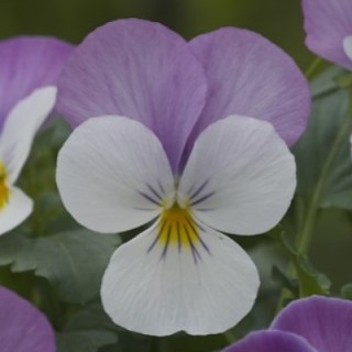 img-0: Виола рогатая Флорал Пауэр Роуз Винг [1000 шт] - ООО «Семена Тут»