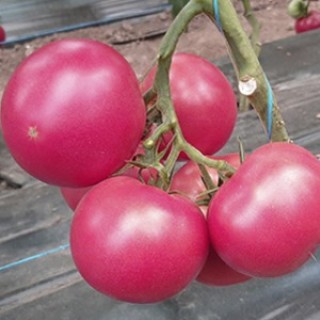 Томат Геннадич F1 - ООО «Семена Тут»