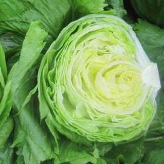 Салат Глендана - ООО «Семена Тут»