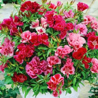 img-0: Кларкия Грейс Микс [1000 шт] - ООО «Семена Тут»