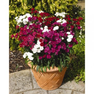 img-0: Гвоздика турецкая Династия F1 микс  [30 драже] - ООО «Семена Тут»