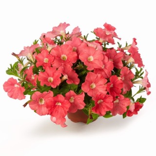 Петуния миллифлора Флэш Форвард Салмон [100 драже] - ООО «Семена Тут»