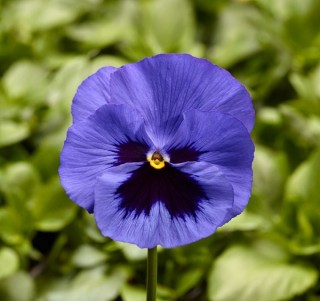Виола крупноцветковая Фино F1 Блю Виз Блотч [1000 шт] - ООО «Семена Тут»