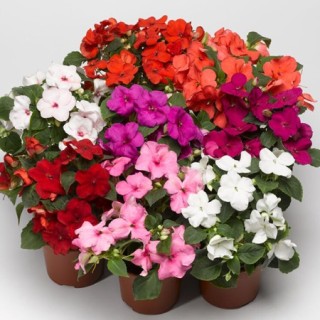 img-1: Бальзамин Акцент Премиум Микс [1000 шт] - ООО «Семена Тут»