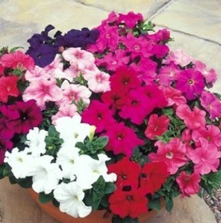 img-0: Петуния грандифлора Игл микс - ООО «Семена Тут»