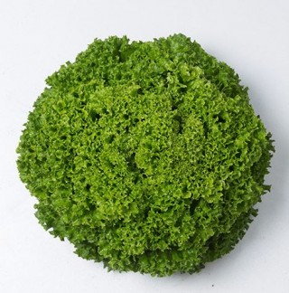 Салат Илема - ООО «Семена Тут»