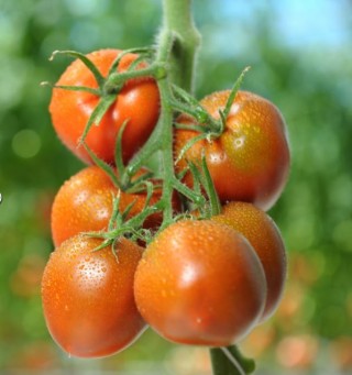 img-0: Томат Иман F1 - ООО «Семена Тут»