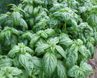 img-1: Базилик Лучано - ООО «Семена Тут»