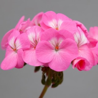 Пеларгония зональная Горизонт Шедоу Роуз [100 шт] (инкруст. семена) - ООО «Семена Тут»