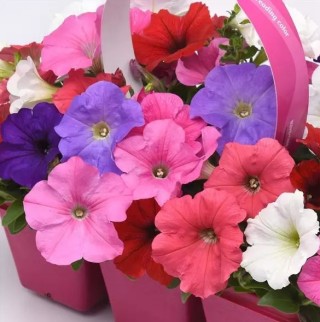 Петуния ампельная F1 Е3 Изи Вэйв Микс [1000 драже] - ООО «Семена Тут»