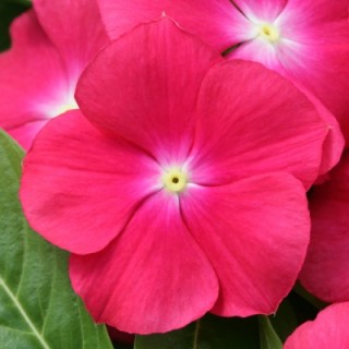 Катарантус Кобра Ред Ай [100 шт] - ООО «Семена Тут»