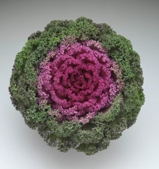 Капуста декоративная Камоме Брайт Ред [1000 шт] - ООО «Семена Тут»