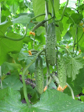 img-0: Огурец Карамболь F1 - ООО «Семена Тут»