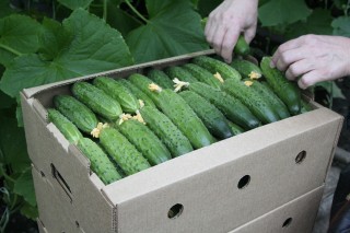 img-2: Огурец Карамболь F1 - ООО «Семена Тут»
