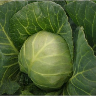 Капуста белокочанная Каррера F1 - ООО «Семена Тут»
