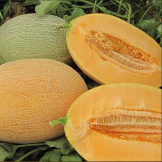 img-0: Дыня Каррера F1 - ООО «Семена Тут»