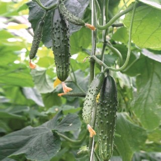 img-0: Огурец Картель F1 - ООО «Семена Тут»