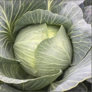 img-0: Капуста белокочанная Конгама F1 - ООО «Семена Тут»