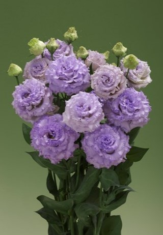 img-1: Эустома Корелли СУ 1 Лайт Лавендер [500 драже] - ООО «Семена Тут»