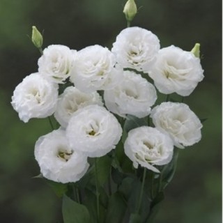 Эустома Корелли СУ 1 Вайт [1000 драже] - ООО «Семена Тут»