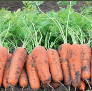 Морковь Кюрасао F1 (фракция: 1,8-2,0 мм) - ООО «Семена Тут»