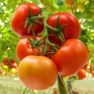 Томат Кватро F1 - ООО «Семена Тут»