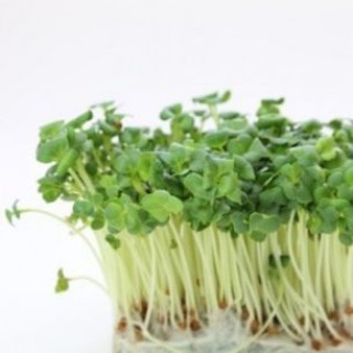 Дайкон Бейсбол МЗ - ООО «Семена Тут»