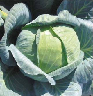 img-0: Капуста белокочанная Ларсия F1 - ООО «Семена Тут»