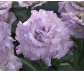 Эустома Корелли СУ 1 Лавендер Айс [100 драже] - ООО «Семена Тут»