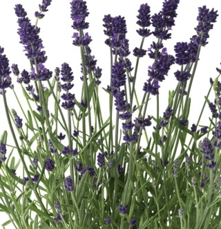 img-0: Лаванда Блю Сцент Эрли [1000 шт] - ООО «Семена Тут»