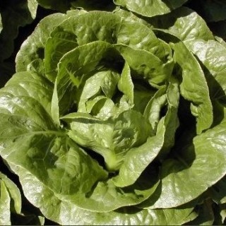 Салат Лиад - ООО «Семена Тут»