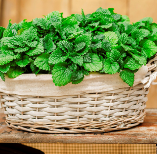 Мелисса Лимончелло [500 шт] - ООО «Семена Тут»