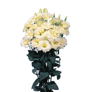 Эустома Эхо 1 Еллоу [1000 драже] - ООО «Семена Тут»