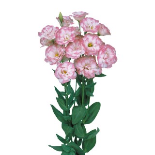 Эустома Мариачи 2 Пинк Пикоти [1000 драже] - ООО «Семена Тут»