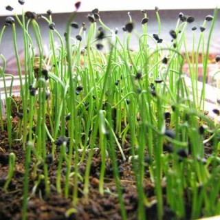 img-0: Лук на зелень Гульден МЗ - ООО «Семена Тут»